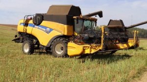 Harvest 2022 New Holland CX 8080 I New Holland CX.8 85 I Claas Lexion 670 harvesting oilseed rape.