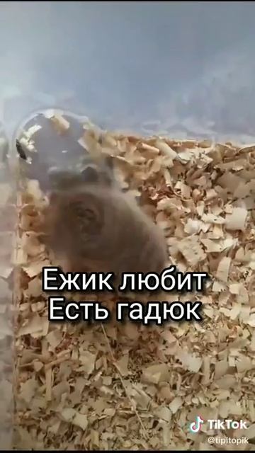 Панда любить есть бамбук смотреть онлайн