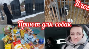 📽Повелись на скидки🤦♀️Навестили приют для собак💥Любимые выходные #реальнаяжизнь