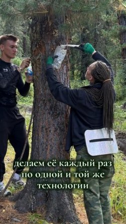 Живица — это «живой» продукт, что делает каждую партию уникальной