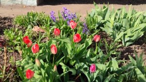 Белгородские клумбы 14.04.24.