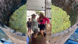 Сбор урожая и процесс создания вина в Португалии