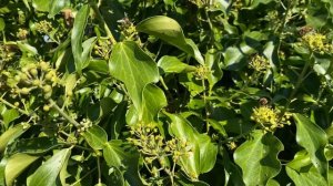 Сбор нектара в октябре