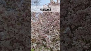 магнолия в средней полосе это экзотика