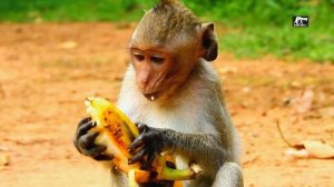 Poor little monkey ,Janet cry run scare other monkey grab food|Janet now completely heal both hands
