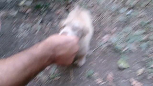 Собака и маринованный лук. смотреть онлайн