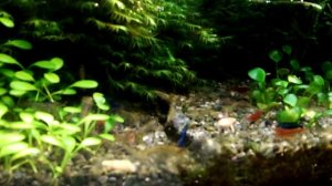 МОЙ АКВАРИУМ! КРЕВЕТОЧНИК🐚🐢