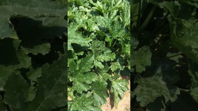 Цукини КАБАЧКИ  20.07.23 большой урожай