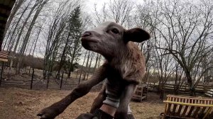 Мама бросила его ! Мелкий потерялся ! ХУТОР В ЛЕСУ №652