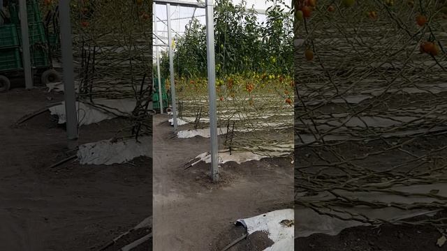 Invernadero de tomate Guadalupe en Los Charcos Mich. смотреть онлайн