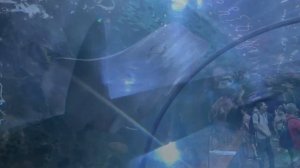 ВЛОГ 24 часа в Лоро парке Тенерифе | Англикосик Ангелина и Папа