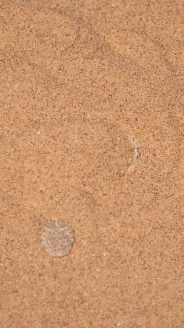 Sidewinder Snake смотреть онлайн