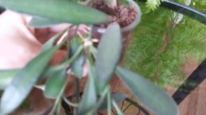 Hoya anncajanoae EPC-860