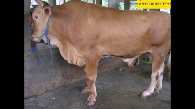 08 999 840 499 (Three) Jual Sapi Qurban Murah di Jakarta смотреть онлайн