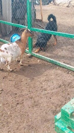 😁😁😁🐐🐶