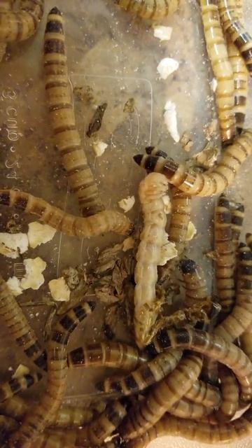superworm molting pt3 смотреть онлайн