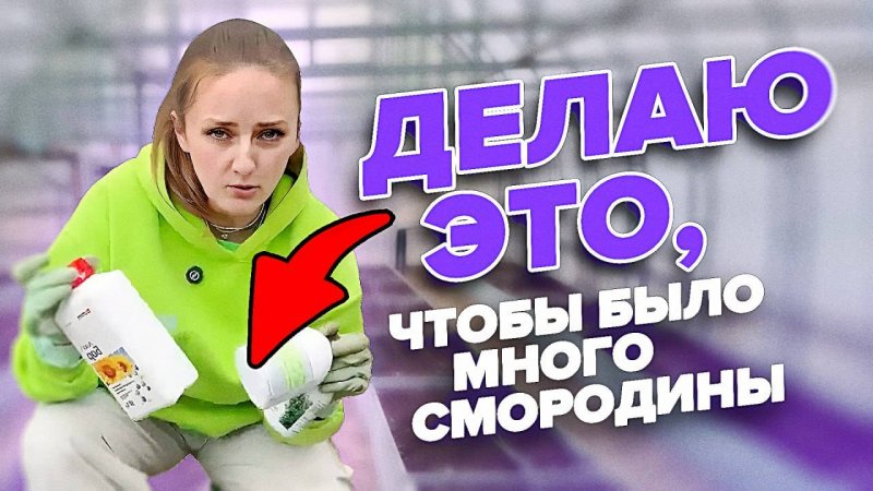 ЧЕМ ПОДКОРМИТЬ СМОРОДИНУ ВЕСНОЙ?