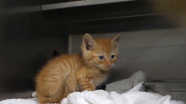 Reuniting a Feral Cat and Her Kittens! смотреть онлайн