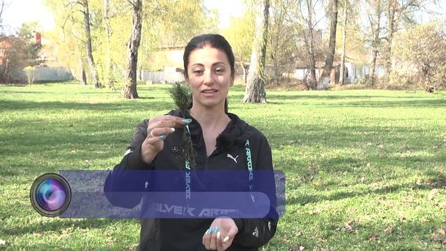 Посадка кедров смотреть онлайн