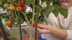 ПОСЕЙТЕ КАРЛИКОВЫЙ ТОМАТ - РАСТЕТ БЕЗ ГРЯДКИ. ЗАВАЛИЛ УРОЖАЕМ ДАЖЕ В ГОРШКЕ.