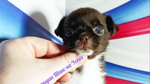 #СКИДКИ до 09.05.25 Шеридан ШАНС на Успех #купитьчихуахуа 89215950848 #продамщенкачихуа