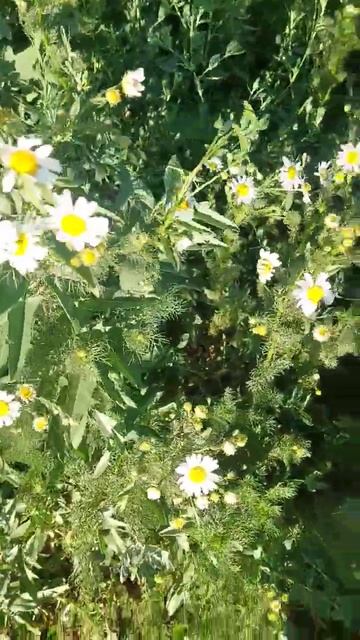 "Ромашки спрятались, поникли лютики.." смотреть онлайн