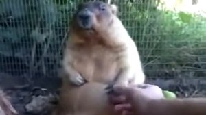 Bobak marmot (Marmota bobak)