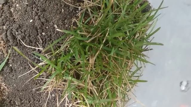 Кто это ? Что с улитками? Кузнечик? смотреть онлайн