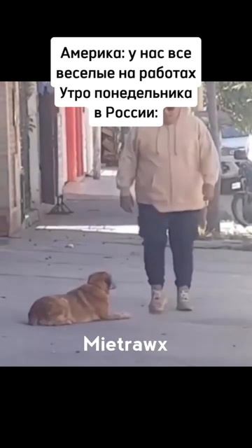 Вуф #qmiir #phonk #trend #крипта смотреть онлайн