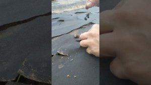 Как высадить рассаду лука под укрывной материал
