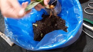 Пересадка Сансевиерии БЕЗ КОРНЕЙ 🪴 Sansevieria masoniana подсадка в САНСовый сад😏