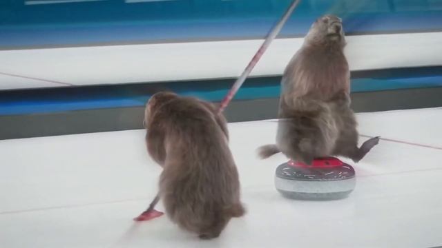 Бобер Гламур смотреть онлайн