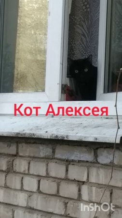 Кот Алексея
