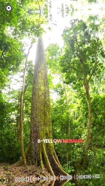 Top 10 biggest tree in the world/top largest tree in the world#short смотреть онлайн