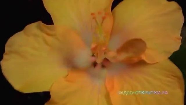 Цветок жизни смотреть онлайн