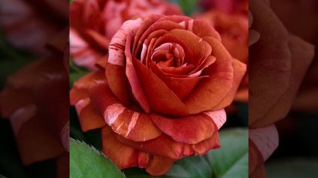 Черенкование, саженцы, рассада. смотреть онлайн