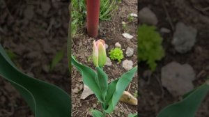 Какие ТЮЛЬПАНЫ выросли из луковиц купленных в магазине СВЕТОФОР.