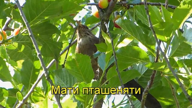 Перші кроки пташеняти коса