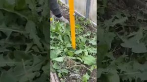 Ликвидатор сорняков. И спина не болит #сад