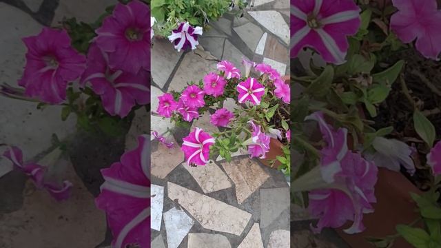 #petunia care tips for a colourful garden#yt #ytviralvideo#subscribe#passion#rooftopgarden#gardenin