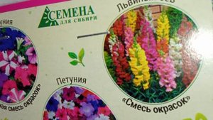 13 АПРЕЛЯ 2025 Г. ЧУДЕСА! ЗАЦВЕЛА РАССАДА ПОРТУЛАКА. ПОДКОРМКА. БУДЕМ СОБИРАТЬ УРОЖАЙ.