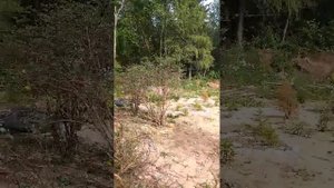 Обрезка жимолости летом