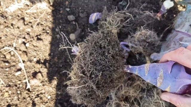 Allotment Days #75 No Dig Kohlrabi Harvest and Autumn Colour смотреть онлайн