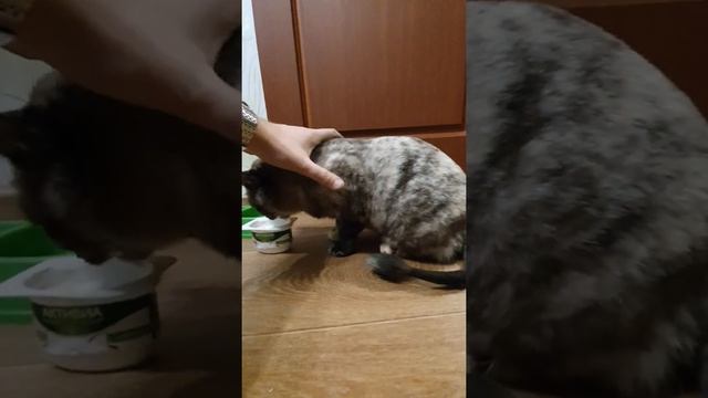 Кошки едят Активия