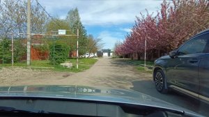 Сакура