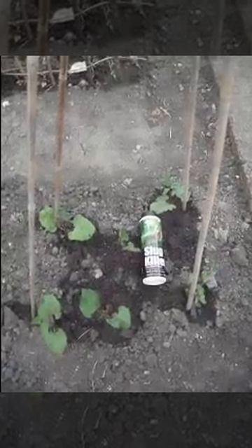 Beans and slugs смотреть онлайн