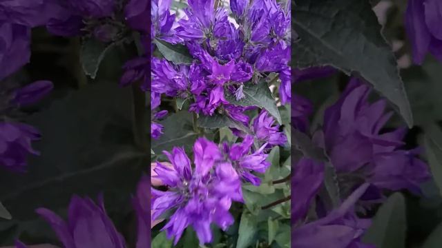 Колокольчик в саду 💕#цветыастрахань 17.05.2024