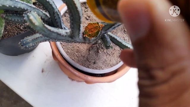 Monvillea Spegazzinii Cristata#Cacto#Rabo de Sereia