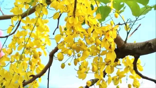 Успокаивающая музыка для сна, музыка для здоровья, музыка рейки