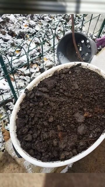Подготовка к посеву зелени под зиму🌱#помидоры#семенатоматов#сад#томаты#огурцы#посевсемян#зима#дача
